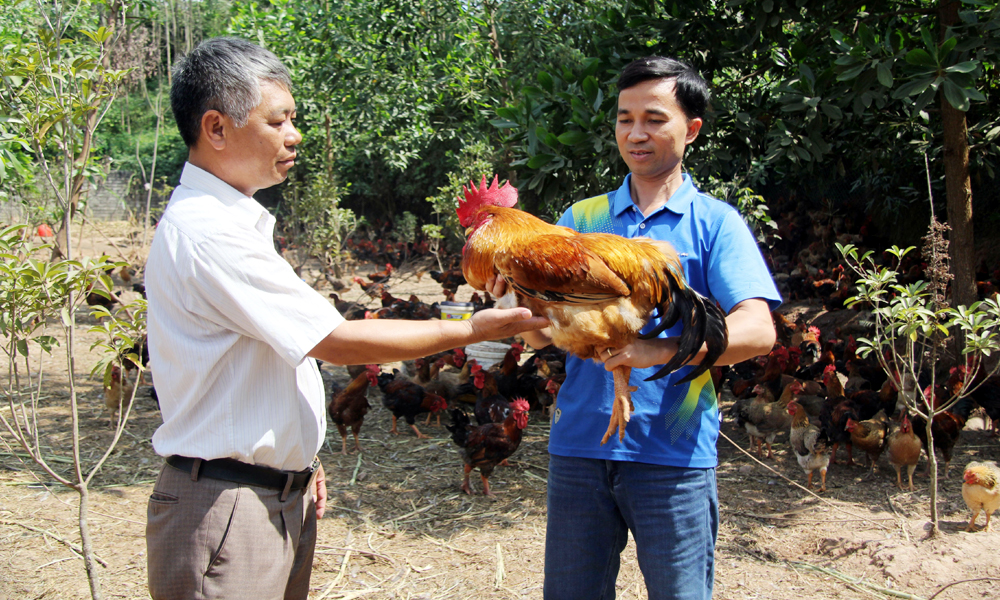 Festival aims to elevate brand of Yen The hill chicken